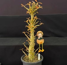 Tall 50cm Dorstenia gigas