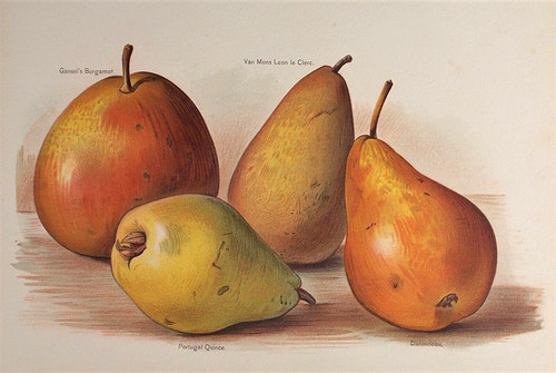 Old antique print pear pears - old,