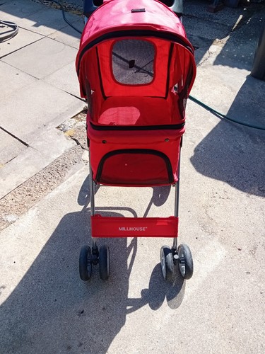 Dog buggy cat - buggy,, buggy,