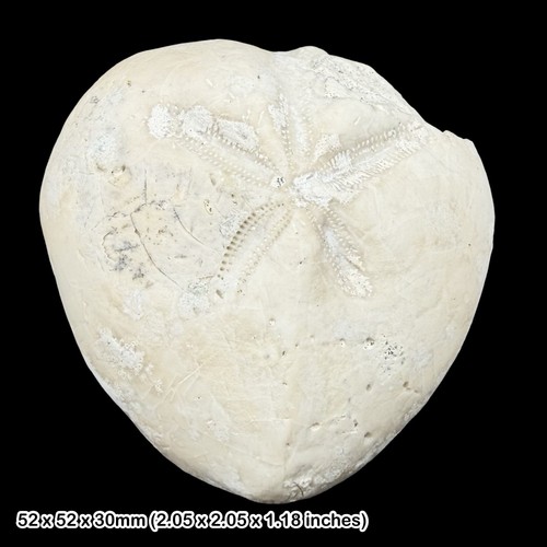 Pseudoholaster suborbicularis