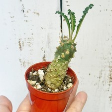 Dorstenia lavrani Rare Caudex