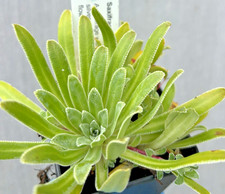 Saxifraga 'Doctor Ramsey' Garden ready rock garden plant in 7cm Pot