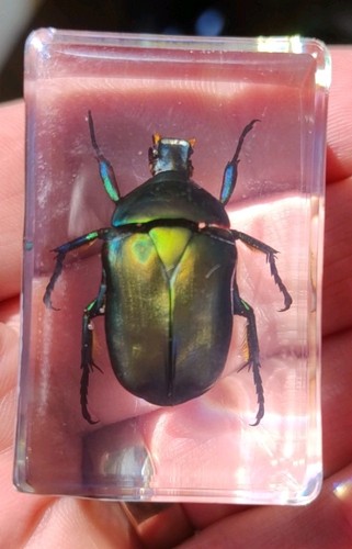 Real rose chafer beetle bug - rose,