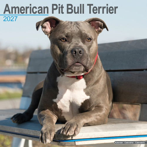 American pit bull terrier - pit,