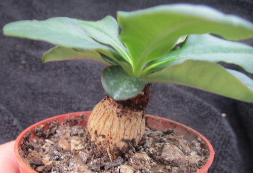 Euphorbia ramena rare choice - euphorbia,