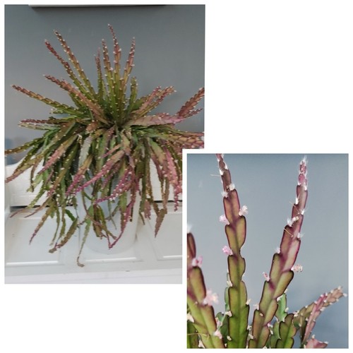 Lepismium cruciforme pink - 5,