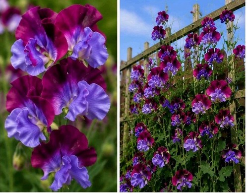 Grandiflora matucana sweet - matucana, pea