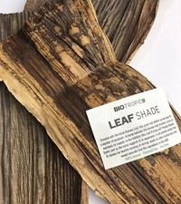 Natural tropical Vivarium