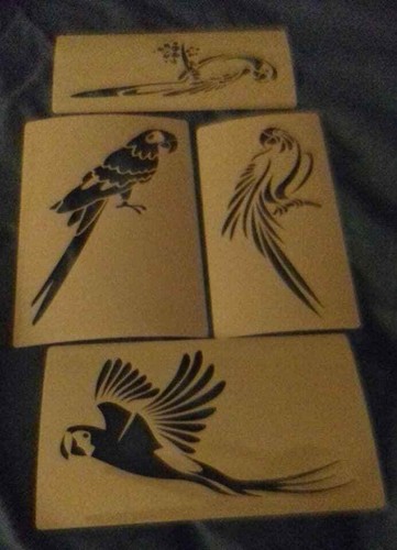 Parrot parakeet bird wall - 4, x