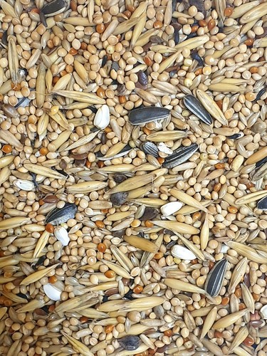 Cockatiel seed parakeet - seed,