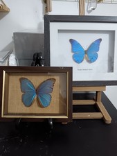 Pair of framed Blue Morpho Butterflies