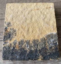 Delicate Fossil of Marine plants or corals-age unknown-60 x 68mm-VG+