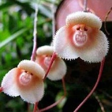 10 WHITE MONKEY SHAPED ORCHID
