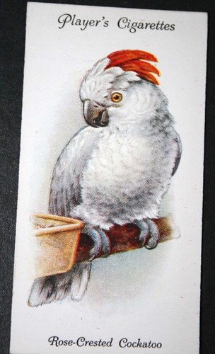 Rose crested cockatoo vintage - ,