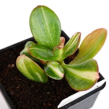 Exact Plant - Crassula Ovata