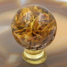 Real Golden Scorpion amber