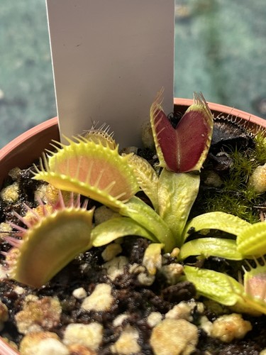 Venus flytrap dionaea - venus,