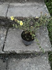 Potentilla Primrose Beauty 1