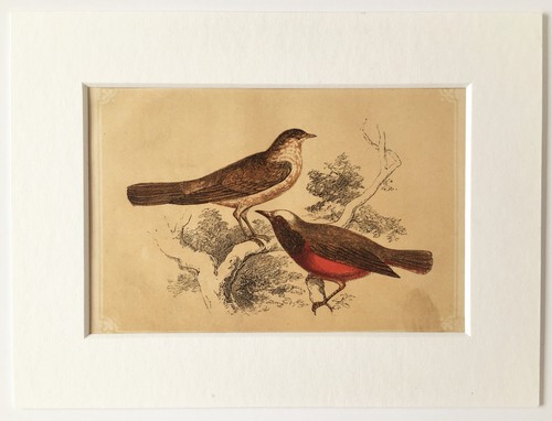 Nightingale redstart c - nightingale,