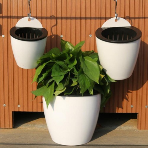 Compact green dill - compact,