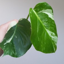Monstera Deliciosa Albo