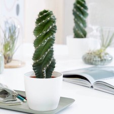 12-15CM Succulent Cactus Plant