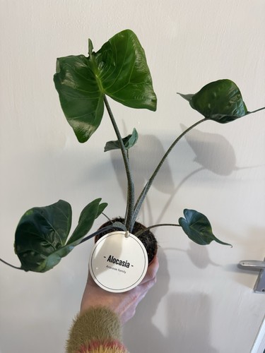Alocasia stingray houseplant - alocasia,