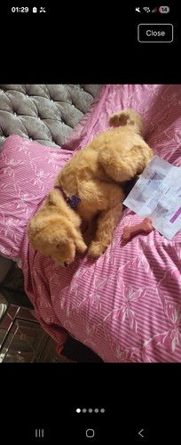 Furreal friends biscuit - friends, my