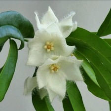 Rare Hoya Paradisea