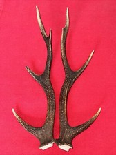 PAIR OF SIKA DEER ANTLERS