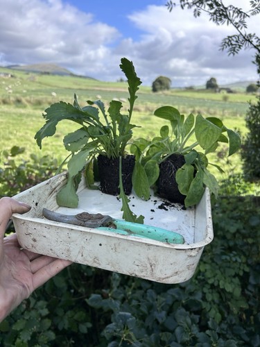 Litre pots bare - 2, ex