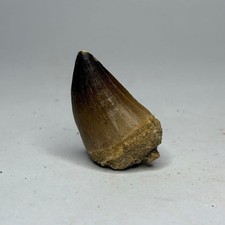XL Fossil Mosasaur Tooth - Dinosaur Tooth - Cretaceous - Morocco
