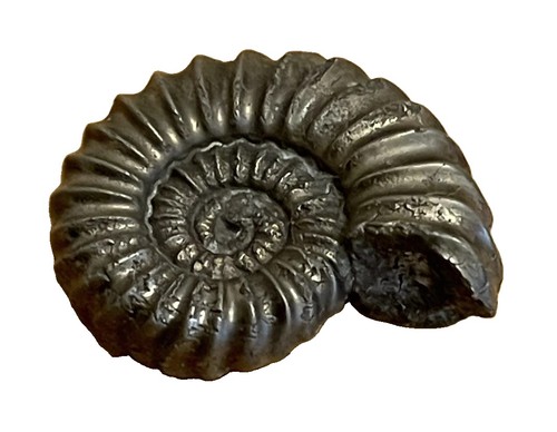 Golden pyrite ammonite fossil - pyrite,