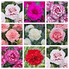 Dianthus Garden pinks  Hardy