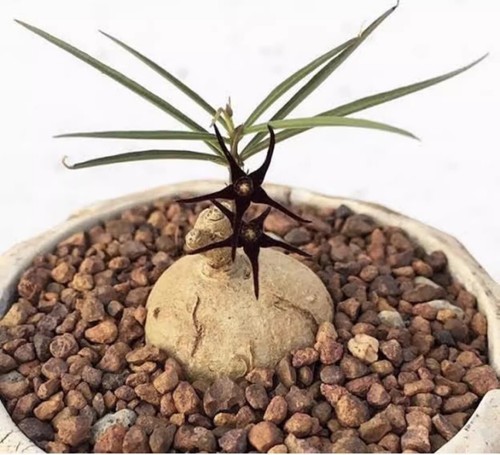 2cm succulent cactus plant - succulent,