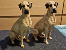 Pair Of Great Dane Dog Breed