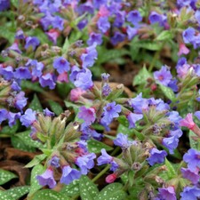 Pulmonaria 'Trevi Fountain' XL Plug Plants x 3. Shade loving plant.