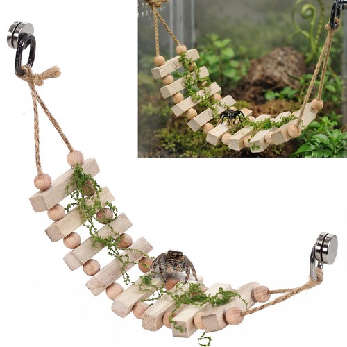 Jumping spider enclosure - spider,