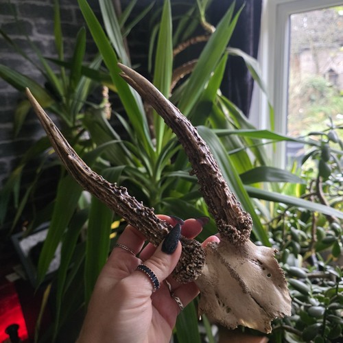 Real deer skull antlers cap - ,