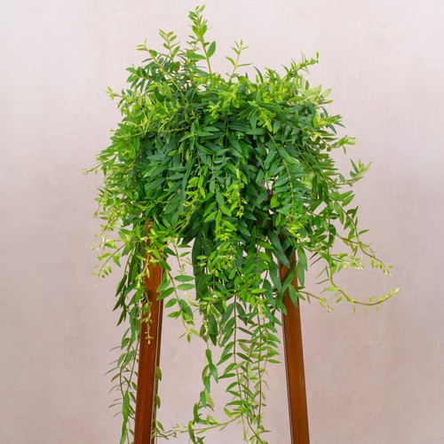 Aeschynanthus japhrolepis - aeschynanthus,