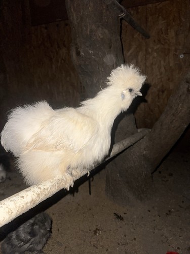 Fertile silkie chicken - +,