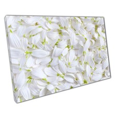 Serene White Chrysanthemum