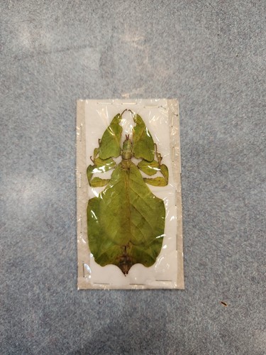 Bin4 green leaf insect bug - insect,
