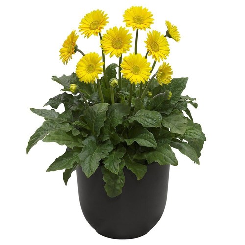 Gerbera sweet smile - smile',