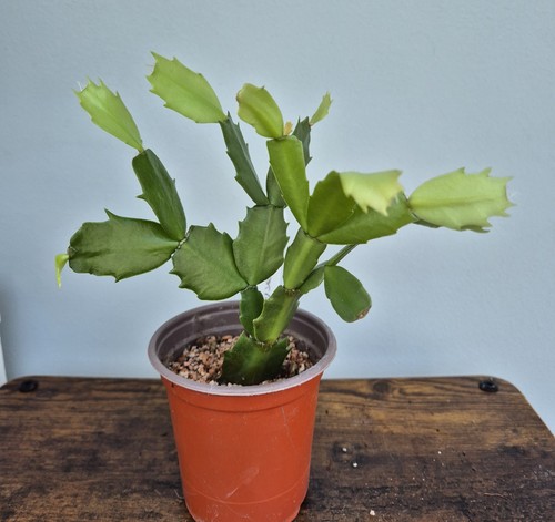 Schlumbergera thanksgiving - schlumbergera,