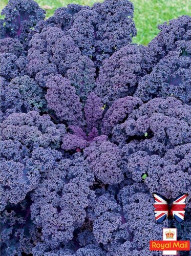 Kale seeds scarlet - 50,