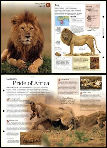 Lion mammals discovering - #8,