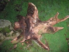 Photo 6x4 overturned - photo, tree