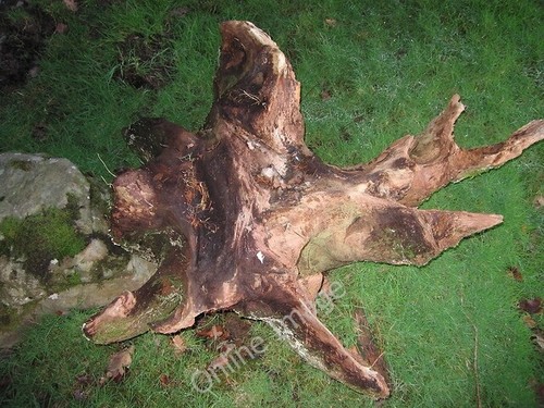 Photo 6x4 overturned tree - photo,