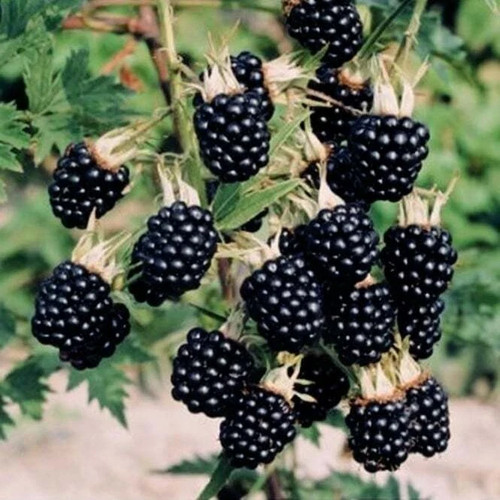 Blackberry thornfree bush - blackberry, 'thornfree'